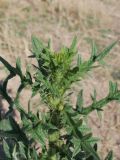 Cirsium vulgare