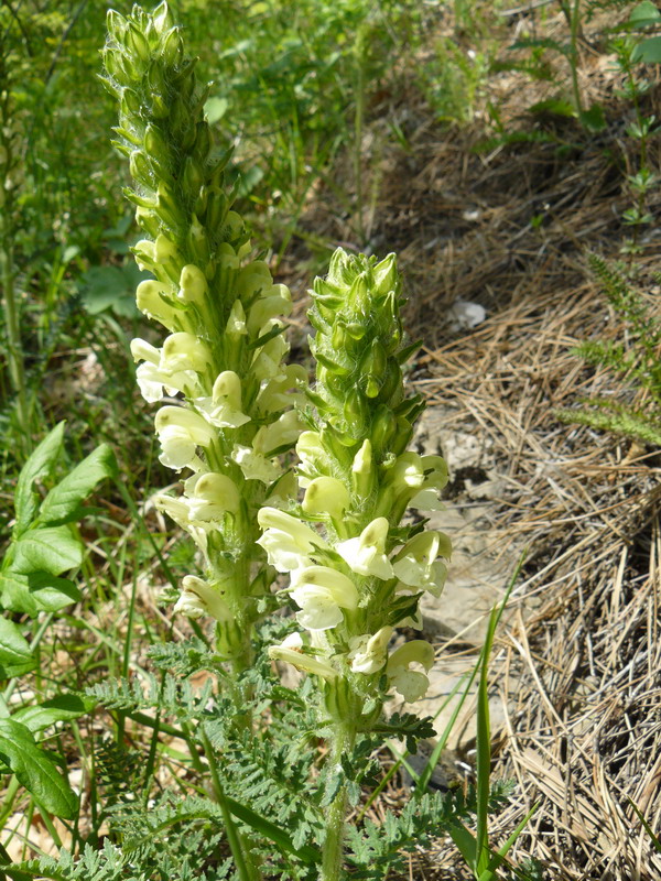 Изображение особи Pedicularis sibthorpii.