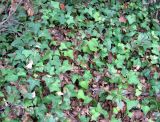 Hedera helix