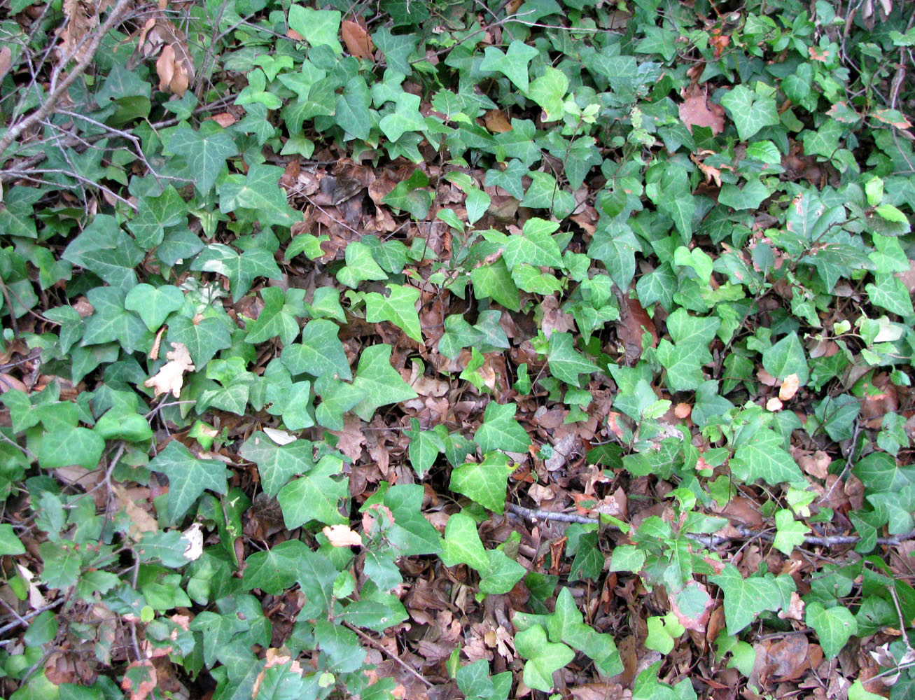 Image of Hedera helix specimen.