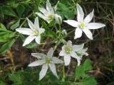 Ornithogalum kochii