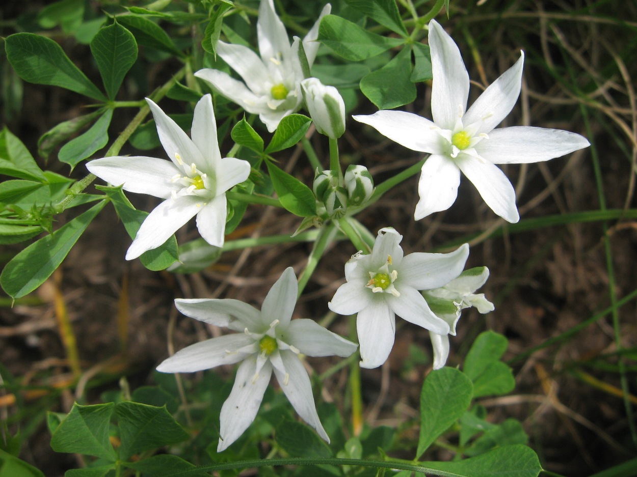 Image of Ornithogalum kochii specimen.