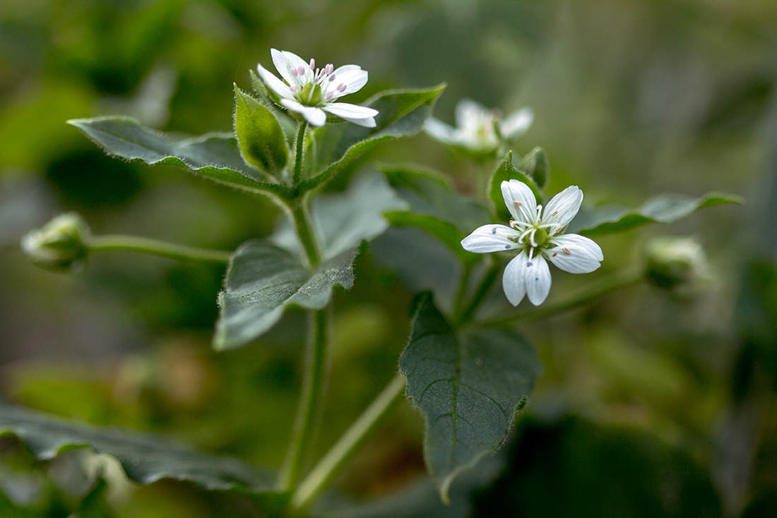 Изображение особи Myosoton aquaticum.