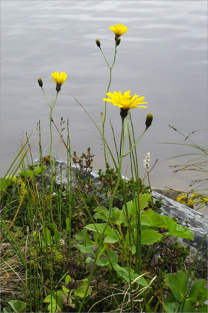 Изображение особи род Hieracium.