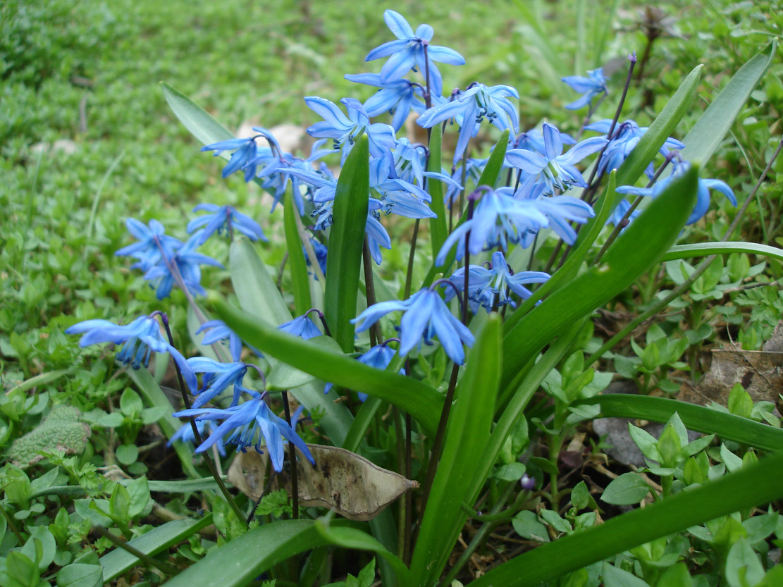 Изображение особи Scilla siberica.