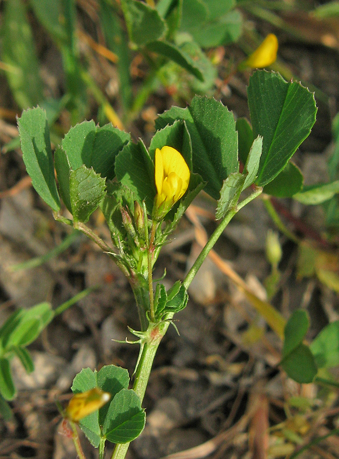 Image of Medicago denticulata specimen.