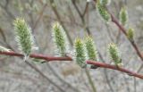 Salix × coerulescens