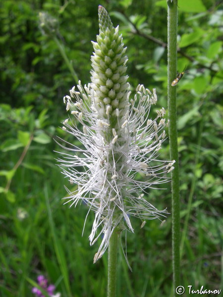 Image of Plantago media specimen.