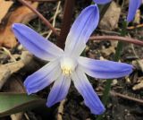 genus Chionodoxa