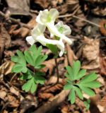 Corydalis malkensis