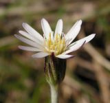 Leibnitzia anandria