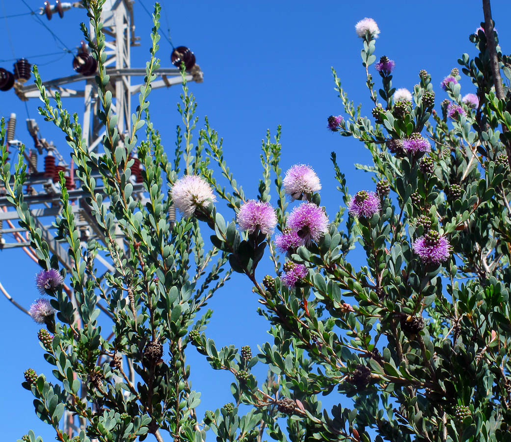 Image of Melaleuca nesophila specimen.