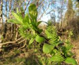 Salix hastata. Верхушка ветви с женскими соцветиями. Архангельская обл., Пинежский р-н, окр. Пинежского заповедника, малый луг в лесу у небольшой реки. 28.05.2013.