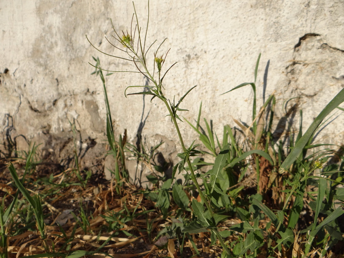 Image of Sisymbrium irio specimen.