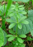 Galium aparine