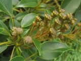 Trochodendron aralioides. Верхушка побега с соплодием. ФРГ, Нижняя Саксония, Ольденбург, ботанический сад Ольденбургского университета. 1 сентября 2007 г.