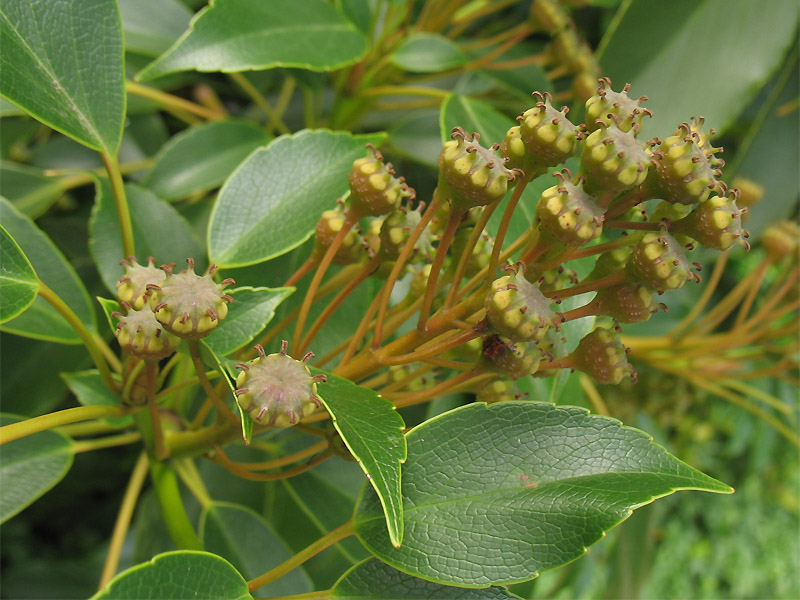 Изображение особи Trochodendron aralioides.