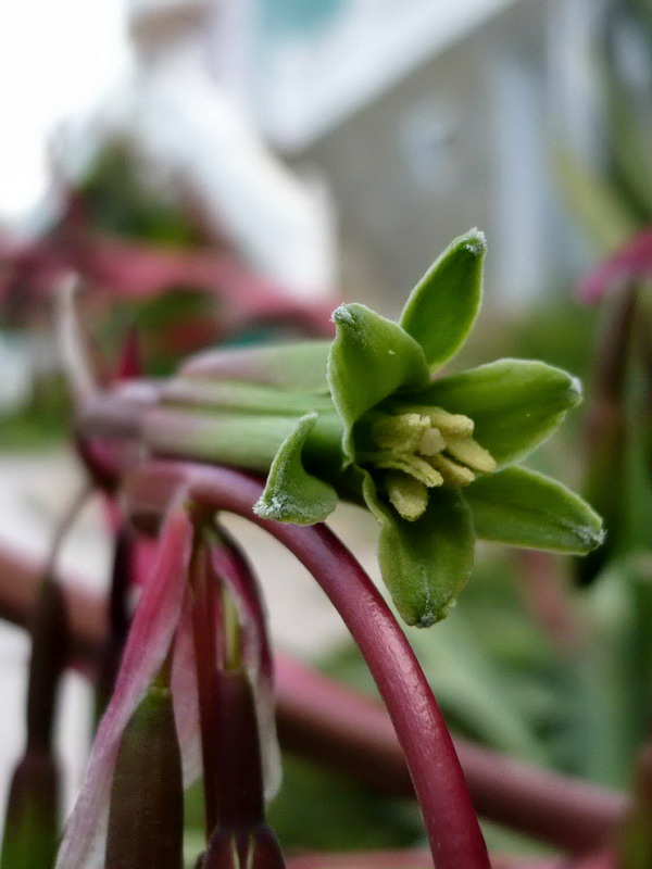 Изображение особи Beschorneria bracteata.