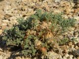 Astragalus pallasii