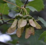 Acer hyrcanum