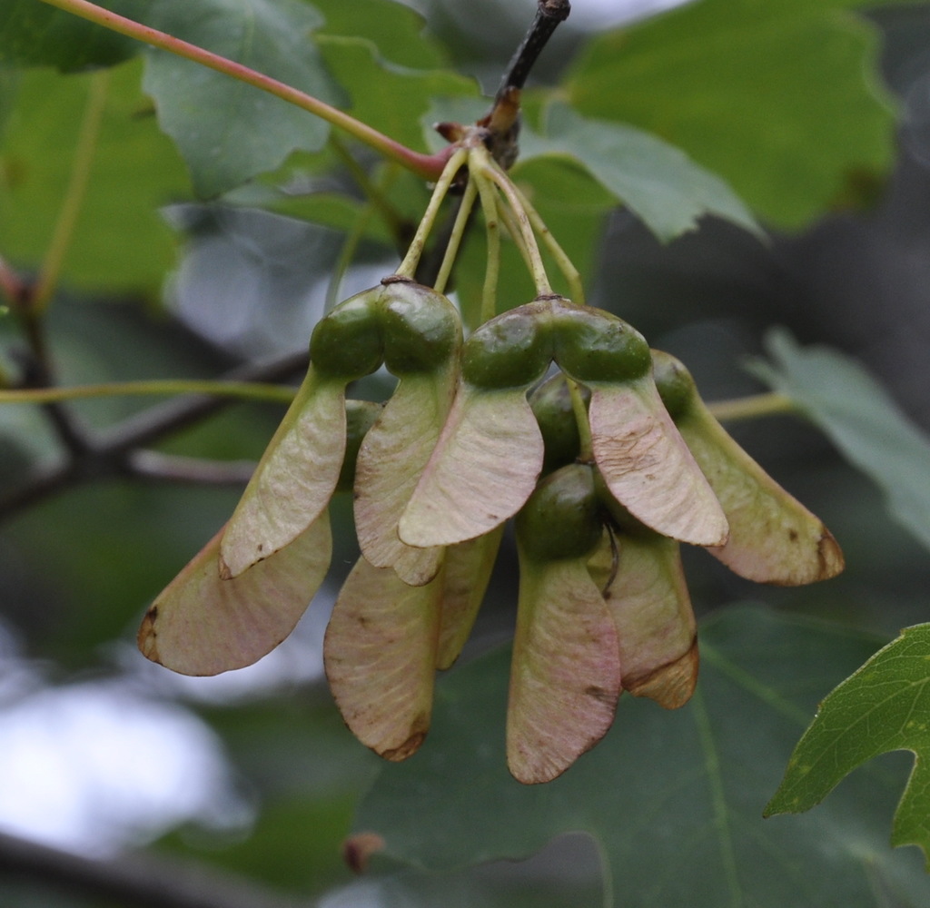 Image of Acer hyrcanum specimen.