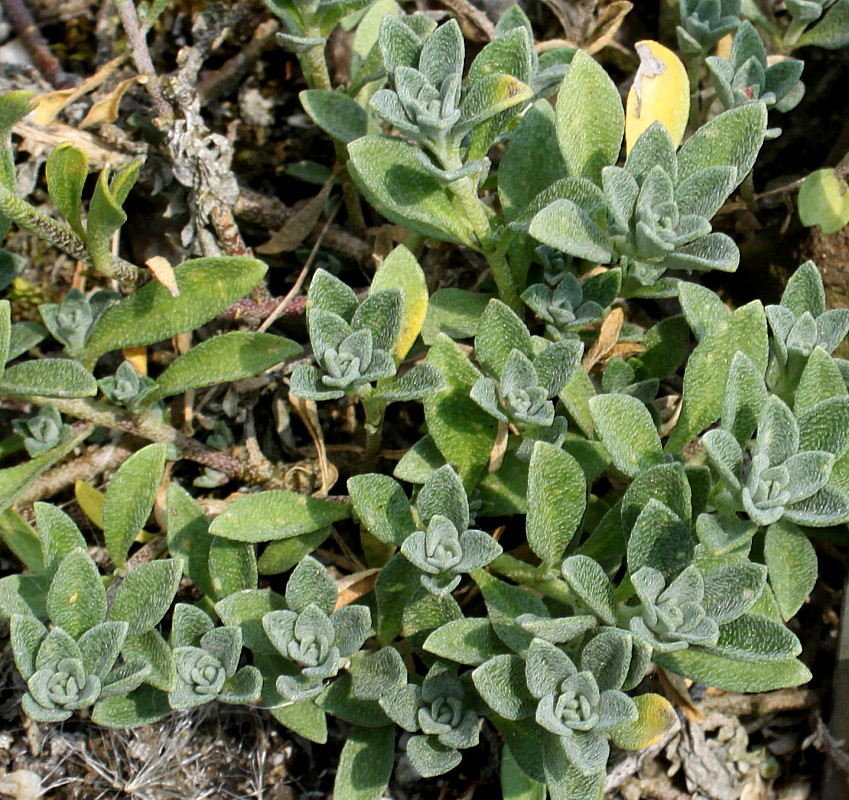 Image of Alyssum wulfenianum specimen.