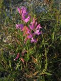 Polygala major