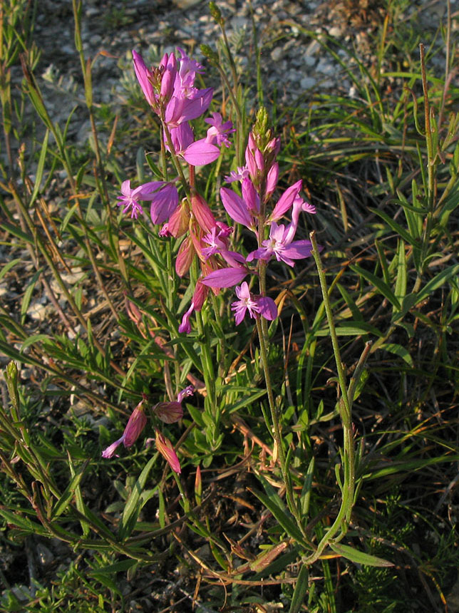 Изображение особи Polygala major.