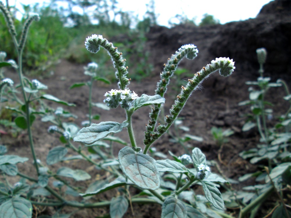 Изображение особи Heliotropium europaeum.