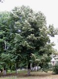 Image of taxon representative. Author is Василий Гелюта