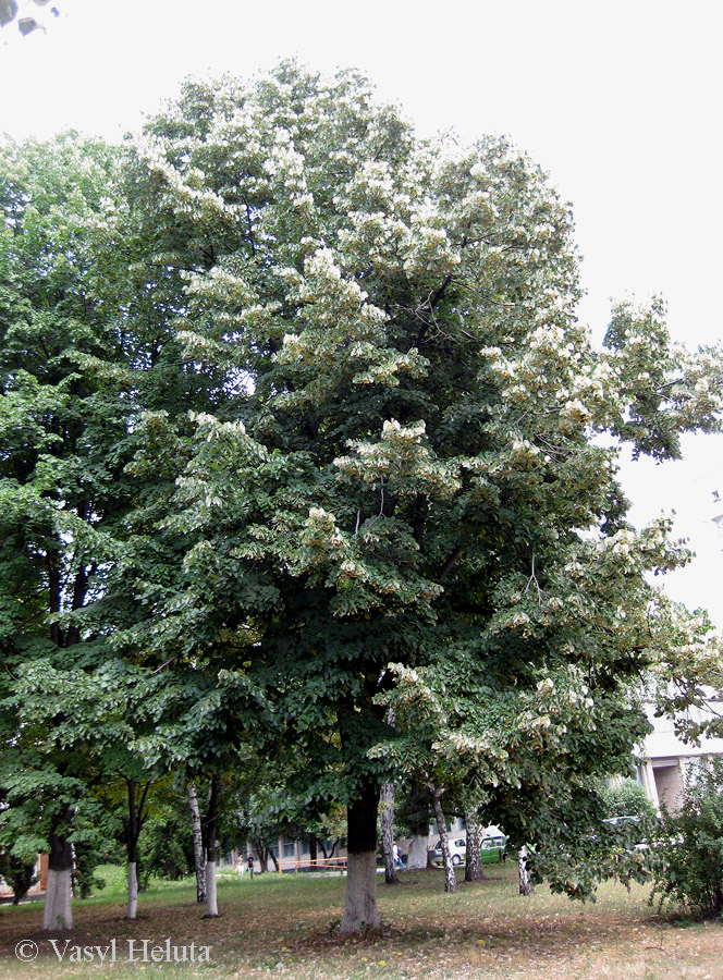 Image of Tilia mandshurica specimen.