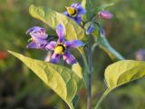 Solanum kitagawae