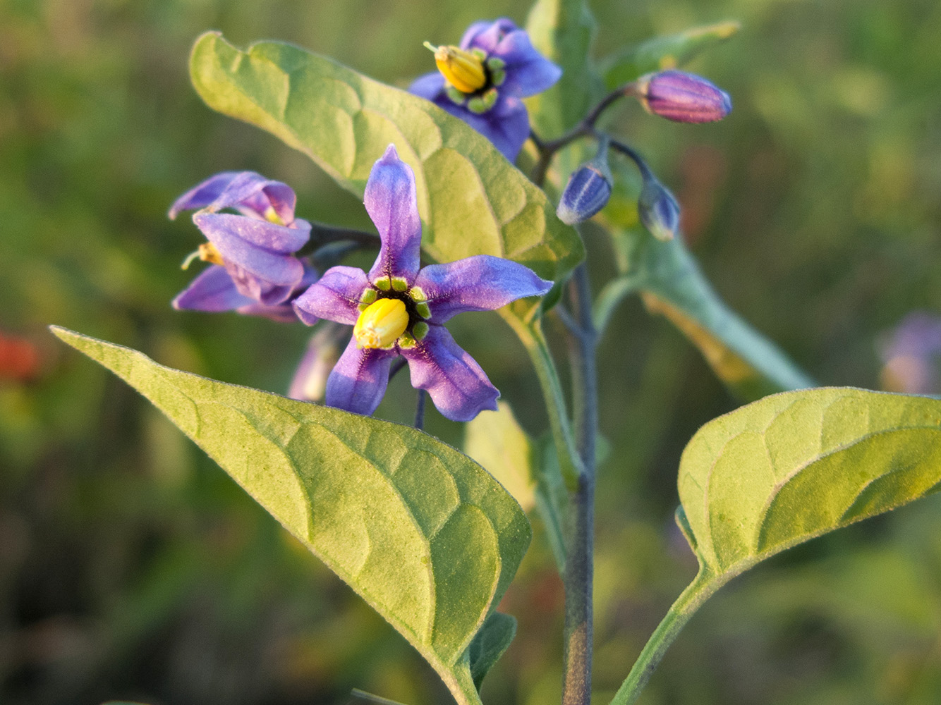 Изображение особи Solanum kitagawae.