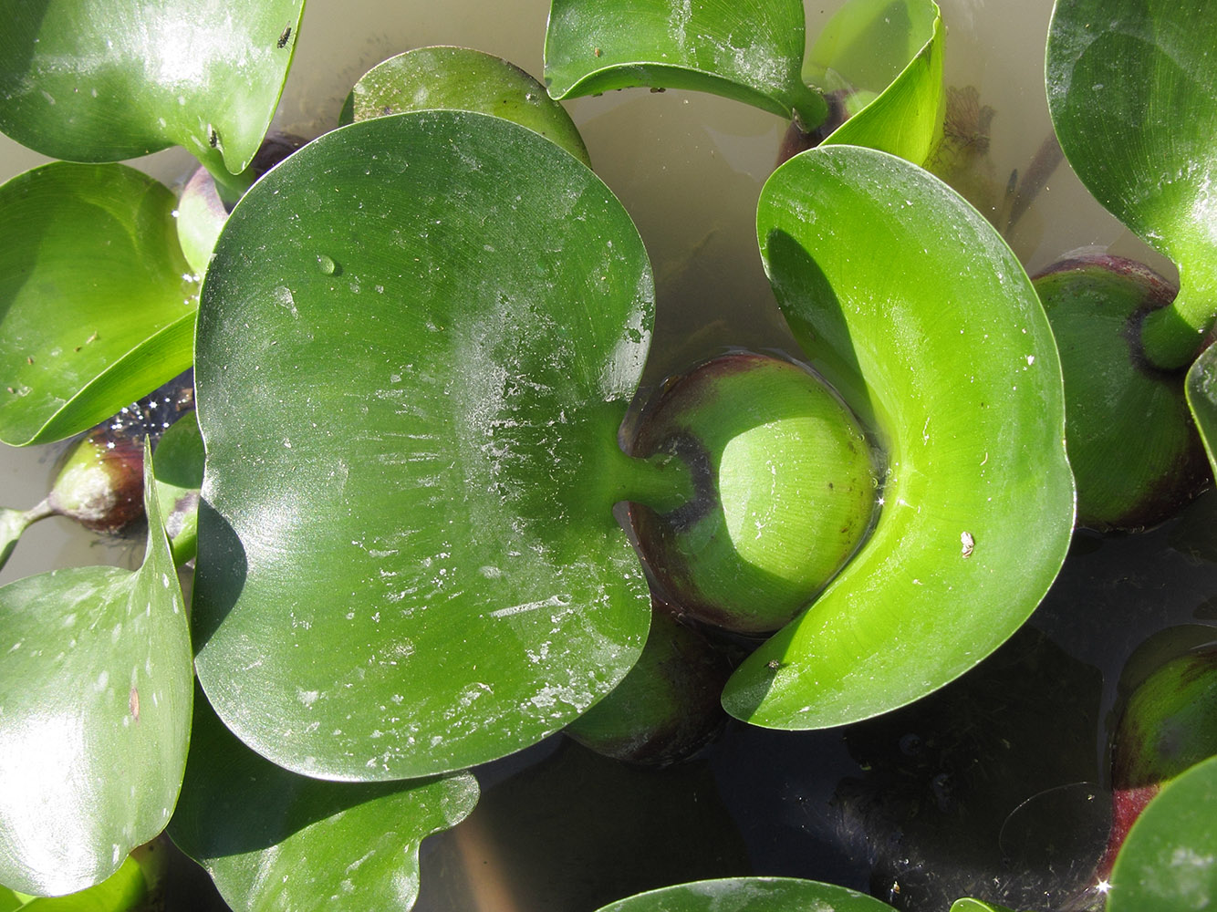 Image of Eichhornia crassipes specimen.