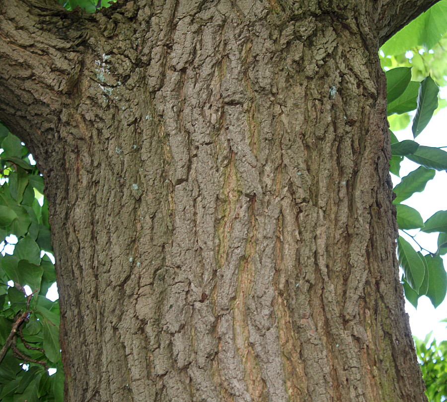 Image of Catalpa bignonioides specimen.