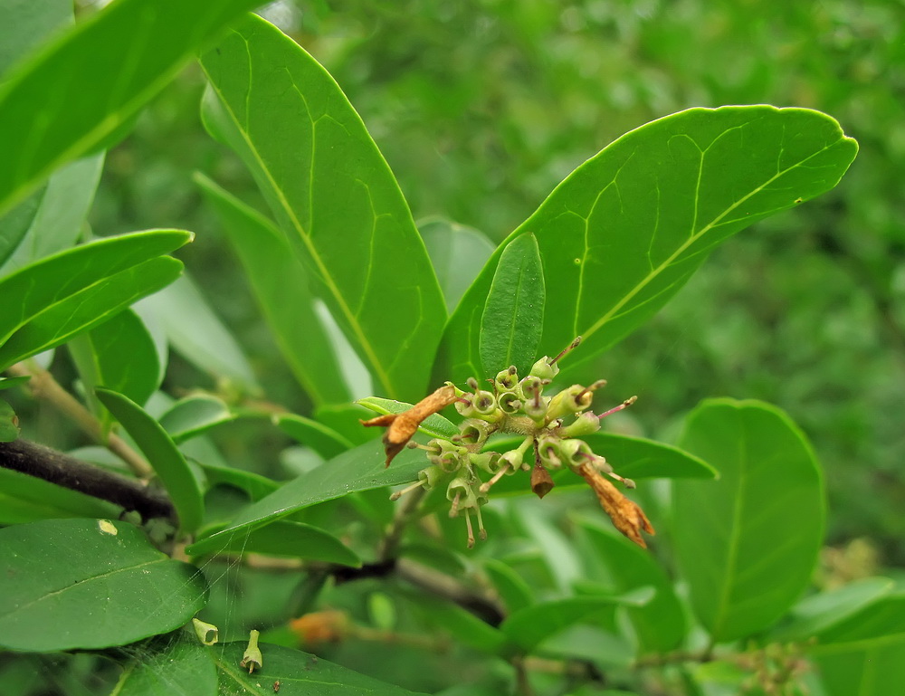 Image of Ligustrum yezoense specimen.