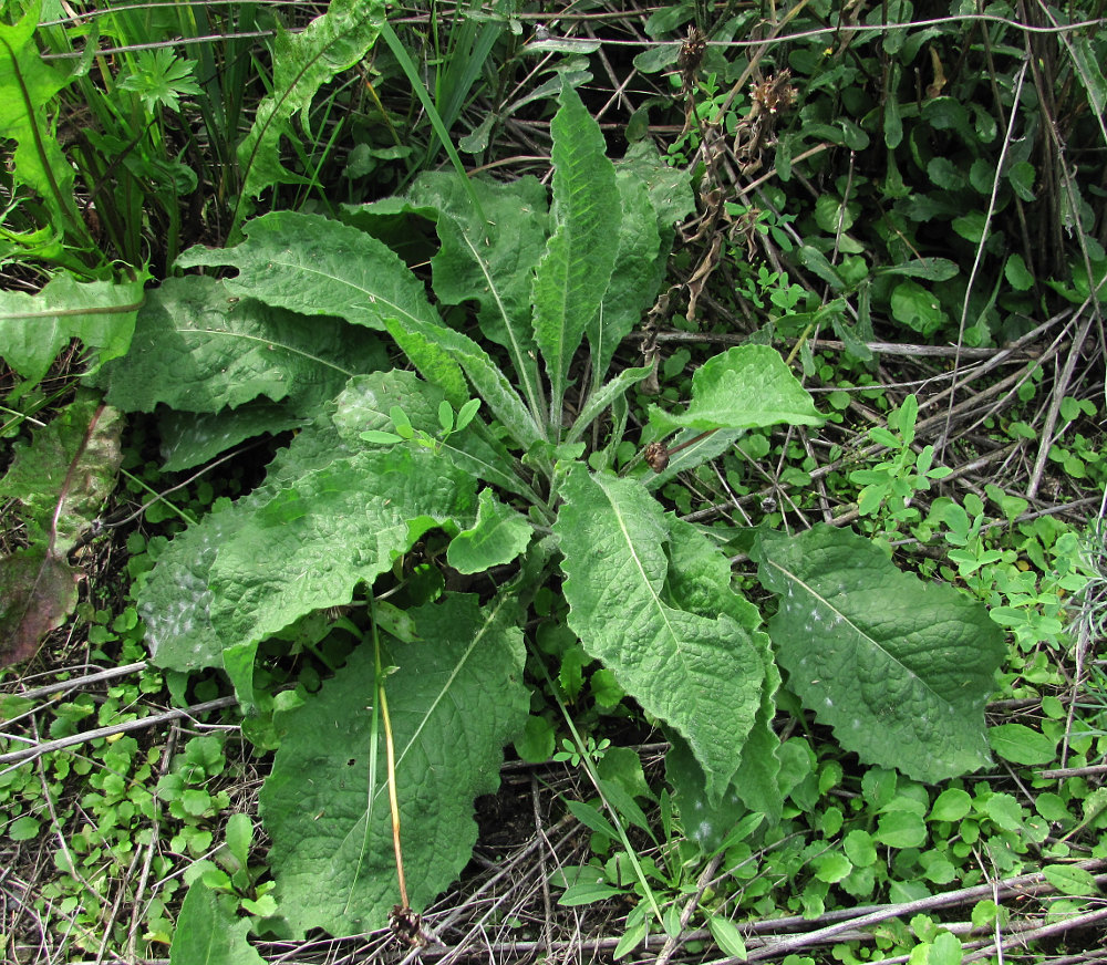 Image of Centaurea phrygia specimen.