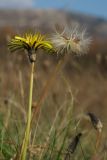 Taraxacum perenne