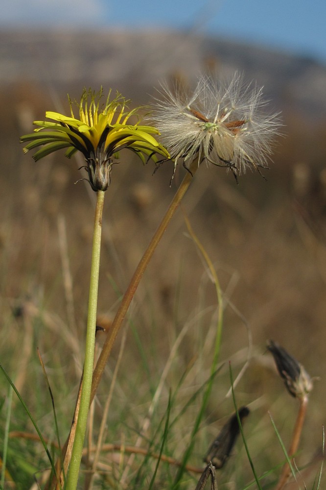 Image of Taraxacum perenne specimen.