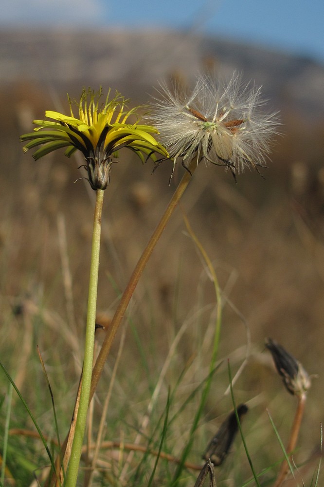 Изображение особи Taraxacum perenne.