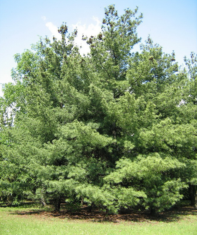 Image of Pinus strobus specimen.