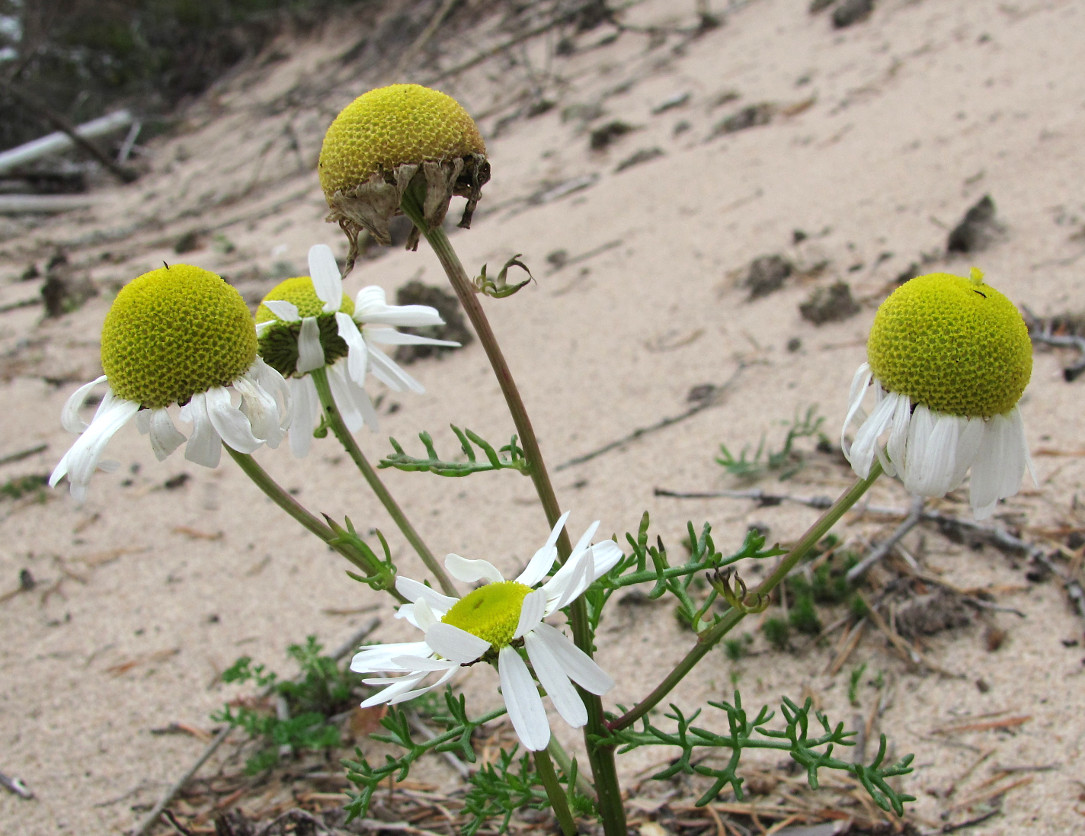 Изображение особи Tripleurospermum inodorum.