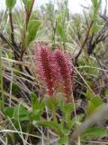 genus Salix