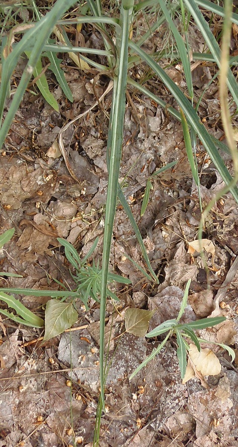 Image of Tragopogon podolicus specimen.