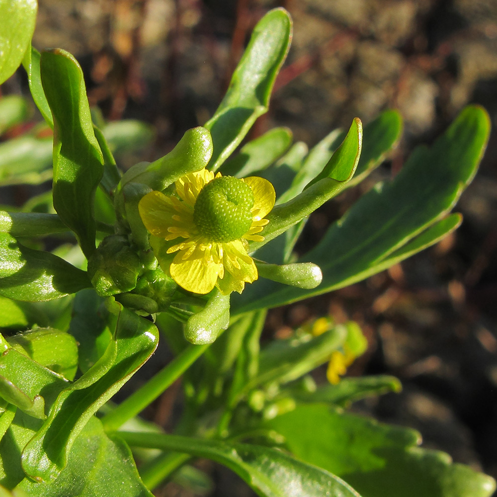 Изображение особи Ranunculus sceleratus.