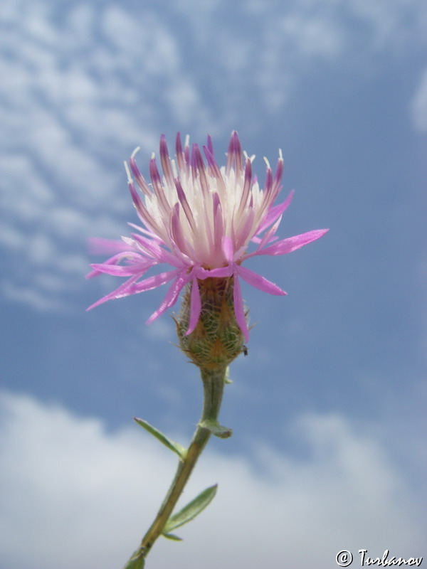 Image of Centaurea caprina specimen.