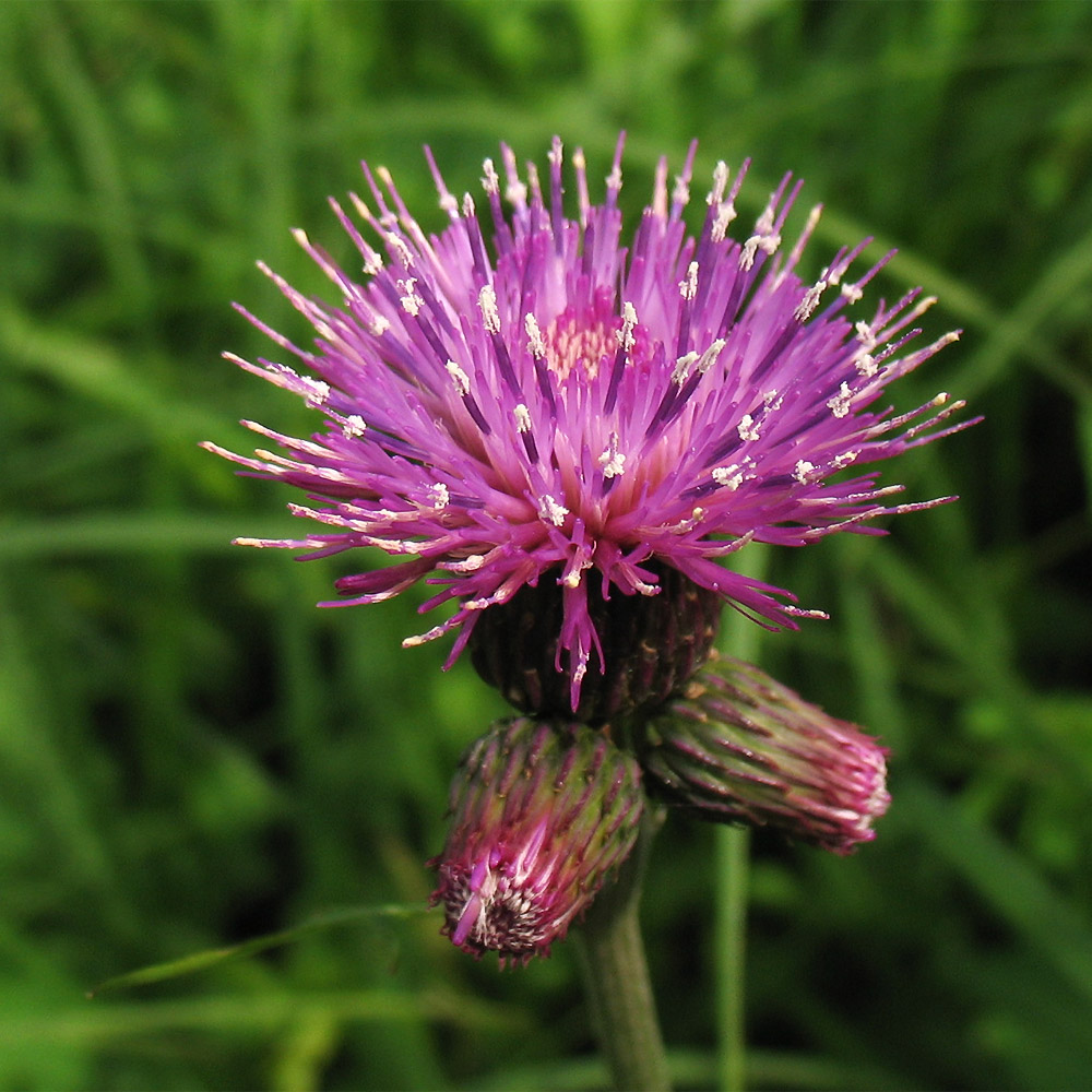 Image of Cirsium rivulare specimen.