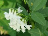 Vicia unijuga. Соцветие (белоцветковая форма). Иркутская обл., окр. Иркутского вдхр. 16.07.2010.