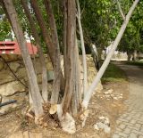 Moringa peregrina