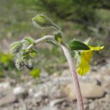 род Helianthemum